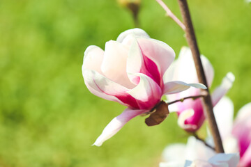 Blooming magnolia flowers outdoors, closeup