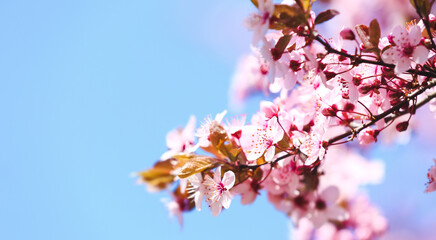 Fototapeta premium Beautiful blossoming tree branches on sky background, closeup