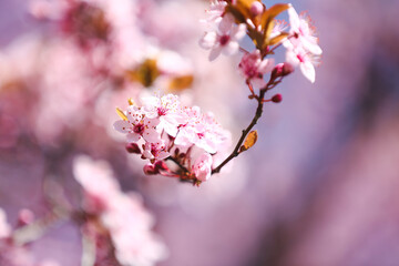 Beautiful blossoming tree branches outdoors, closeup