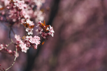Beautiful blossoming tree branches outdoors, closeup