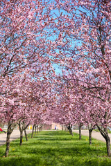 Obraz na płótnie Canvas Beautiful blossoming trees in park