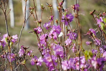 bright pink colorful blossoming rhododendron on a slope, against a background of blue sky and spring greenery, spring wallpaper, soft background