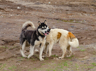 Purebred stray dogs play in nature in a mountainous area