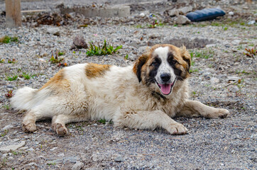 Purebred stray dog rests in nature in a rocky area