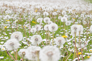 dandelions in the grass