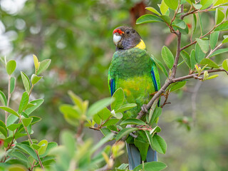 Australian Ringneck or Twenty-Eight Parrot