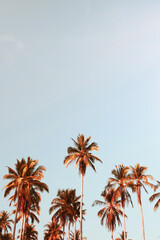 Tropical palm coconut trees on sunset sky flare and bokeh nature background