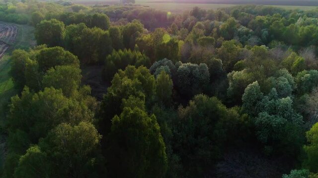 Aerial video of summer green forest at sunset