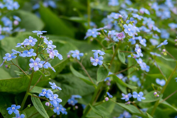 Forget me not, small flowers in the shape of a heart