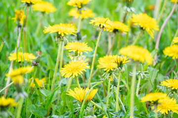 Close up of blooming yellow dandelion flowers Taraxacum officinale in garden on summer time. Detail of bright common dandelions in meadow at summer. Used as a medical herb and food ingredient