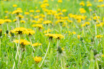 Close up of blooming yellow dandelion flowers Taraxacum officinale in garden on summer time. Detail...