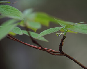 しずくのついた漆の木（Dropped lacquer tree）