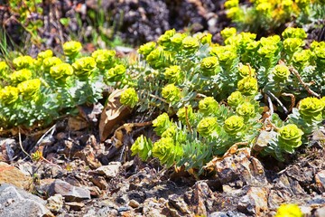 Upright Myrtle Spurge, Gopher spurge, blue spurge or broad-leaved glaucous-spurge Euphorbia Rigida....