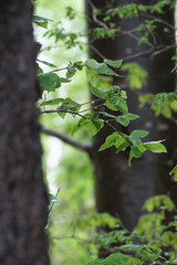 雨上がりの森（Forest after the rain）
