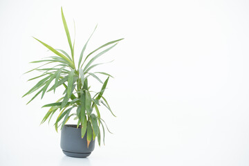 A vase with a houseplant. Greening concept hotel room fresh interior. Beautiful plant on a white background.