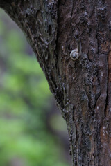 Obraz premium 雨上がりの森のカタツムリ（Snail in the forest after the rain）