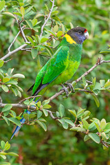 Australian Ringneck or Twenty-Eight Parrot