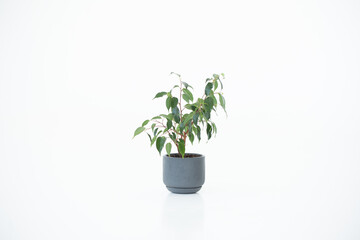 A vase with a houseplant. Greening concept hotel room fresh interior. Beautiful plant on a white background.