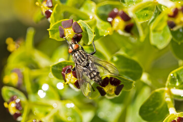 mouche sur une fleur en gros plan	