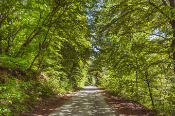 Country Road in Beautiful Green Summer Forest
