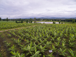 Aerial view of a banana field located in Tak Province,Thailand