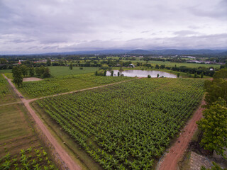 Fototapeta na wymiar Aerial view of a banana field located in Tak Province,Thailand