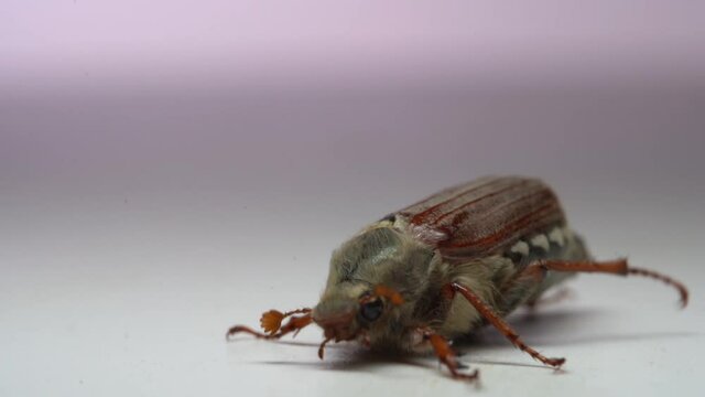 Close up of cockchafer, may bug beetle on white background