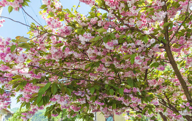 Japanese Flowering Cherry Tree with Blooming Pink Petals
