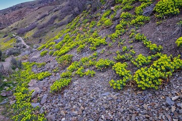 Upright Myrtle Spurge, Gopher spurge, blue spurge or broad-leaved glaucous-spurge Euphorbia Rigida....