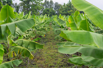tropical banana leaf texture, large palm foliage natural dark green background