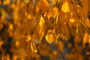 Blur birch branches and leaves, back sunlight, autumn background
