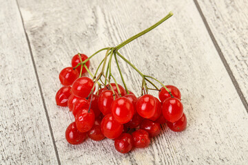 Red tasty and juicy Viburnum berries