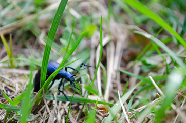 a bug in the grass in summer