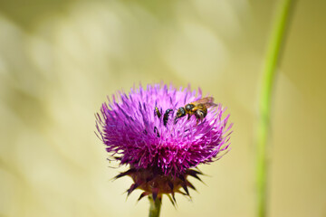 Natura