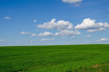 Fototapeta na wymiar a green field of grass and sky