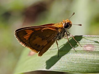 dragonfly, insect, nature, macro, fly, wings, bug, animal, green, closeup, insects, damselfly, wildlife, wing, summer, close-up, blue, leaf, eyes, dragon, grass, red, fauna, plant, robberfly