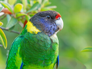 Australian Ringneck or Twenty-Eight Parrot