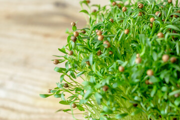 close up of young sprouts coriander.Vegan and healthy eating concept.