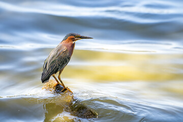 Green heron (Butorides striatus) stands on a stone in a lake