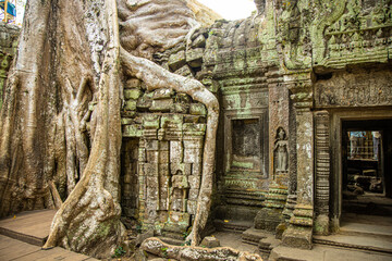 Naklejka premium Banyan trees taking over an old temple in Siem Reap, Cambodia