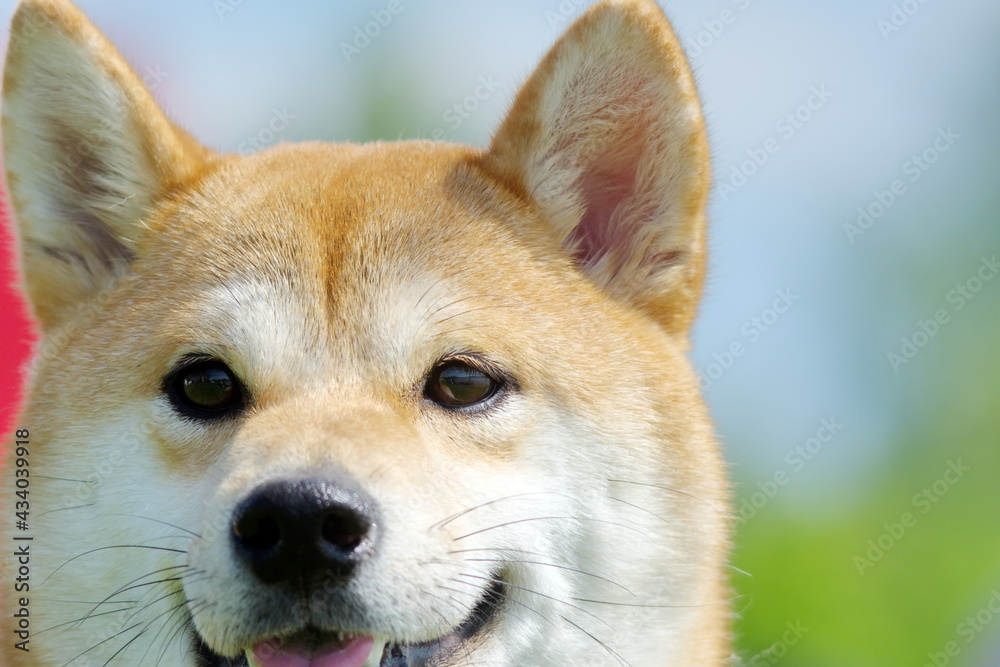 Poster shiba inu dogs portraits' dogecoin