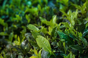 Fresh green tea plantation at Sri lanka