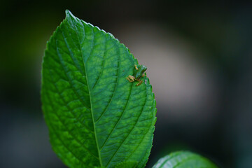雨上がりのカエル