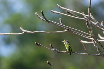 Coppersmith (crimson-breasted) barbet enjoy sunbathing