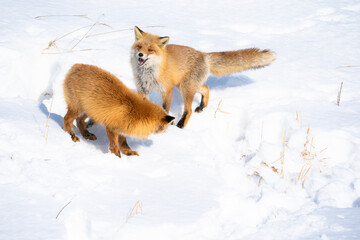キタキツネの求愛