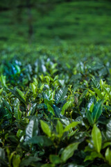 Obraz premium Field tea asia, sri lanka