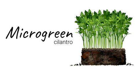 Cultivation of microgreen cilantro, young sprout, cilantro seeds in the ground, plant roots, soil Vegan healthy food Process of seed germination Realistic freehand drawing isolated on white background