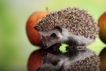 Autumnal animal, Hedgehog with apple