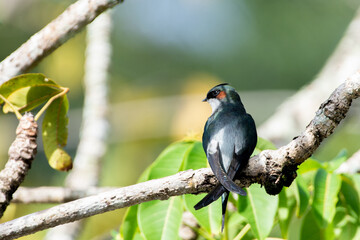 Obraz premium one lovely male Gray-rumped Treeswift perching and resting