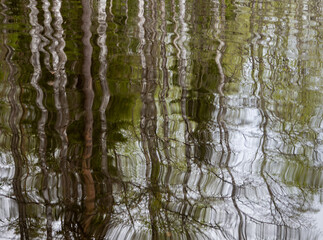 Obraz premium Reflection of trees in the surface of the water in a lake with small waves